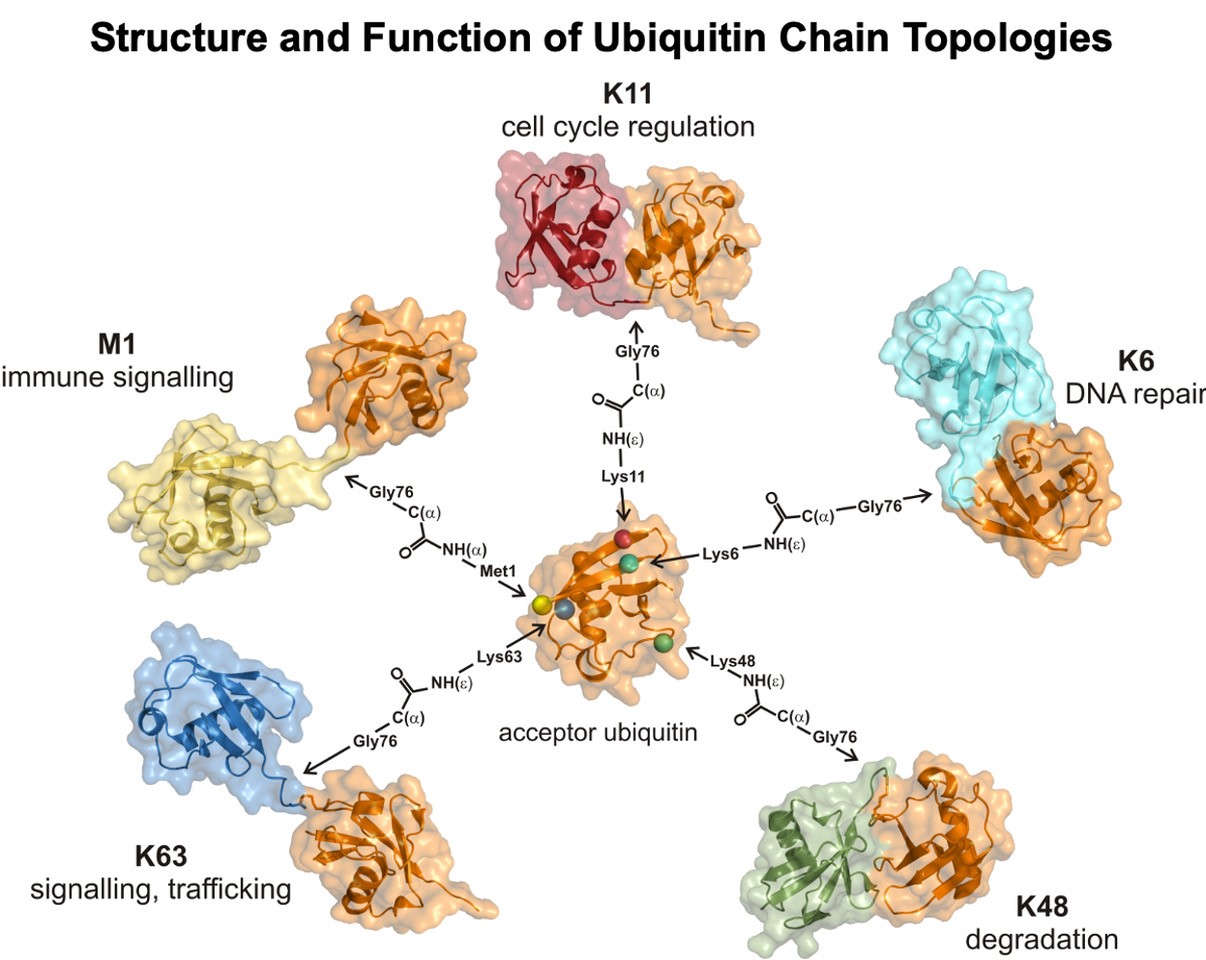 Intervention of innate immunity suppression caused by bacterial ...