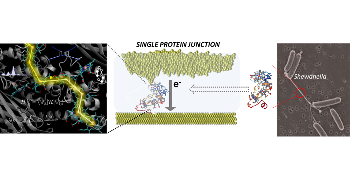 Full Research Image Unveiling the Molecular Mechanisms of Ultra Long-Range Electron Transport in Bacteria through Multiheme Protein Complexes