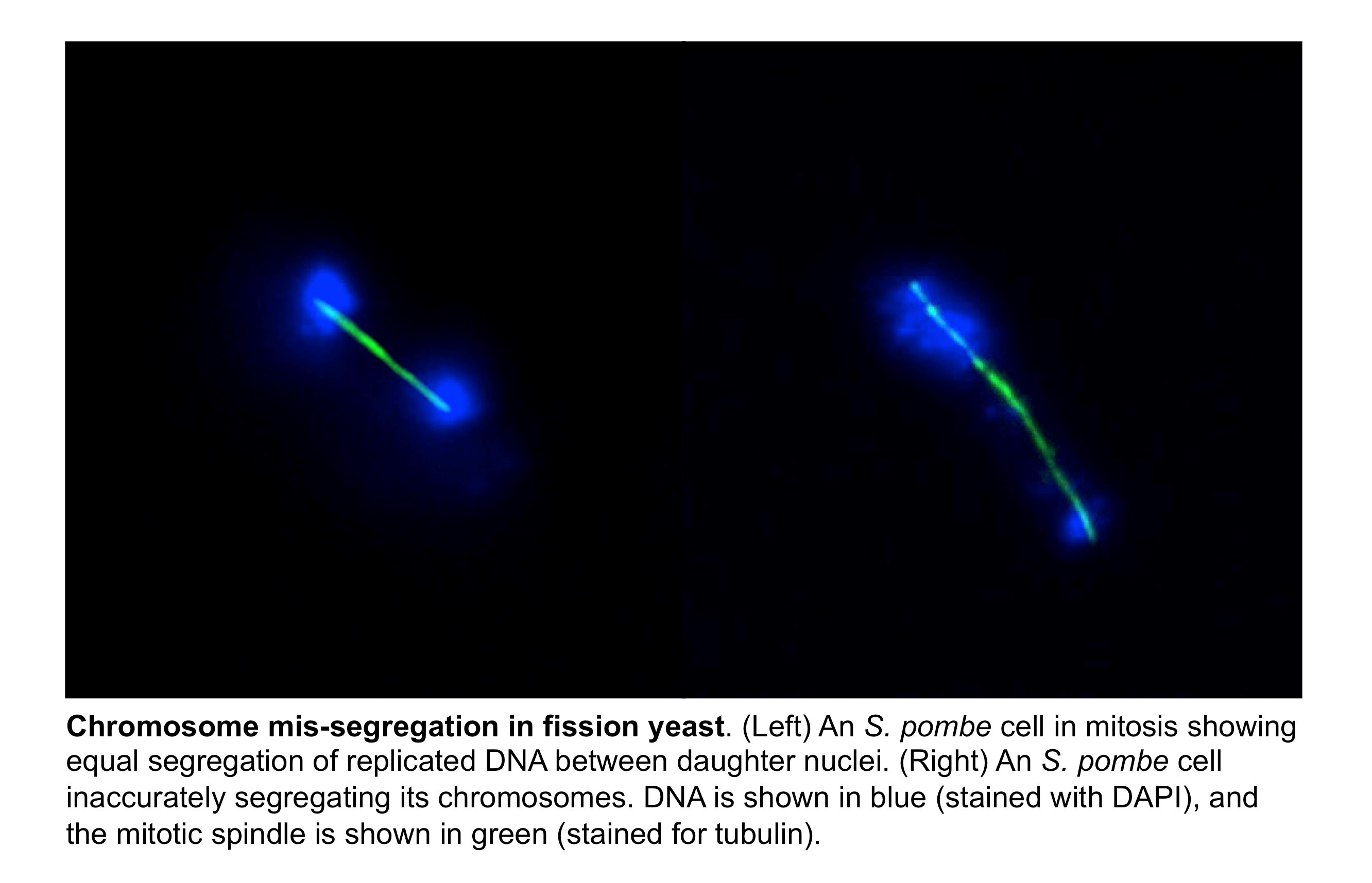 How CCan Contributes to Chromosone Segregation