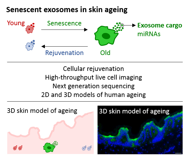 Senescent Exosomes in Skin Ageing LIDo DTP
