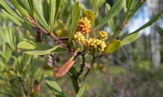 Myrica salicifolia